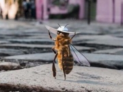 Μέλισσα influencer