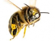 «Εβλεπε» μέλισσες