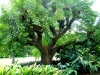 «Τα δέντρα είναι κοινωνικά όντα»