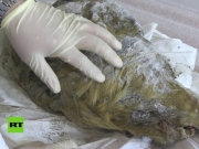Σιβηρία: Βρέθηκε ανέπαφο κεφάλι λύκου ηλικίας 40.000 ετών