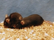 Δύο από τα ποντίκια που έλαβαν μέρος στα πειράματα. Το ποντίκι δεξιά στην εικόνα είναι από αυτά που αναμένεται να ζήσει πολύ περισσότερο από το κανονικό (Πηγή: Jan Van Deursen)