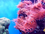 Φωσφορίζοντα …κοράλλια