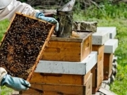 Εξιχνιάστηκαν δύο περιπτώσεις κλοπής μελισσιών στην Αγιά