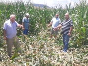 Αγριογούρουνα καταστρέφουν καλλιέργειες στο Δαμάσι