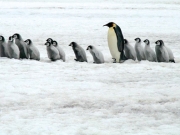 Αγνωστες αποικίες αυτοκρατορικών πιγκουίνων