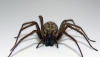 Επιστήμη – Βιολογία: Και οι αράχνες κάνουν στοματικό σεξ!