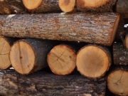 Δωρεάν μάθημα για την αναγνώριση και την ποιότητα του ξύλου