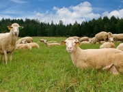 Πανελλαδική σύσκεψη  αγροτών και κτηνοτρόφων