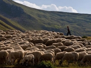 «Φωνάζουν» οι κτηνοτρόφοι της Ελασσόνας