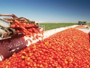 Ξεκινά η νέα παραγωγική χρονιά για τη βιομηχανική ντομάτα