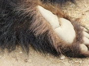 Νεκρό αρκουδάκι στην Κοζάνη