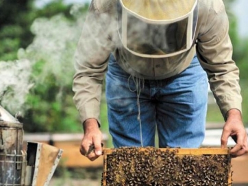 Πώς γίνεται το κάπνισμα των μελισσών