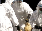 Εστία γρίπης των πτηνών στη Βουλγαρία
