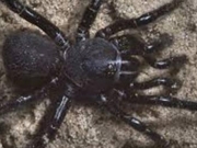 Πέντε κρούσματα δείχνουν τσιμπήματα μαύρης αράχνης