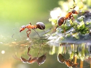 Πόσα μυρμήγκια υπάρχουν στη Γη;