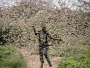 Ανατολική Αφρική: Απειλείται από δισεκατομμύρια ακρίδες