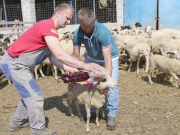 Οι κτηνοτρόφοι Ζήσης και Χρήστος Παρλίτσης ραντίζουν τις νέες προβατίνες με τη βαφή των αυγών για καλοτυχία