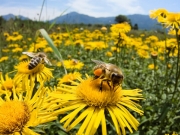 Χάθηκαν μελισσοσμήνη λόγω του καιρού