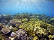 Αργοπεθαίνει το 50% του Μεγάλου Κοραλλιογενούς Υφάλου