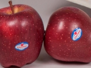 Ολοκληρώθηκαν  οι πωλήσεις μήλων ZAGORIN