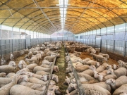 Χωρίς άδεια 96.000 κτηνοτροφικές εκμεταλλεύσεις