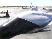 Δεκάδες φάλαινες  πιλότοι εξόκειλαν σε ακτή