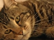 Φυλάκιση 2 ετών γιατί σκότωσε τη γάτα της γειτόνισσάς του