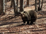 Οι αρκούδες του «Αρκτούρου» πέφτουν σε χειμερία νάρκη