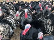 Γρίπη των πτηνών σε φάρμα με γαλοπούλες