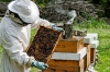 Ημερίδα για μελισσοκόμους