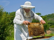 «Βουίζει»  από προβλήματα  η μελισσοκομία