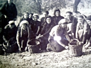 Ιστορική φωτογραφία από τη συλλογή της ελιάς στους Γόννους