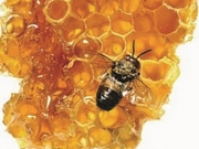 Καλύτερο φυσικό τρόφιμο το μέλι Αμφίπολης