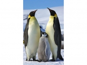 H κλιματική  αλλαγή απειλεί  τους πιγκουίνους