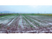 «Ζημιάρες» οι βροχές  για τις καλλιέργειες