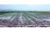 «Ζημιάρες» οι βροχές  για τις καλλιέργειες