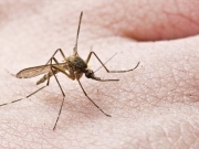 Πιθανή αύξηση των κρουσμάτων ελονοσίας τον Σεπτέμβριο, βλέπει ο ΠΙΣ