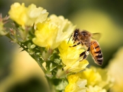 Προστασία των μελισσών από φυτοφάρμακα