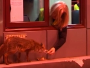 Υπάλληλος στα διόδια ταΐζει στο στόμα μια μικρή αλεπού (βίντεο)