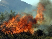 Υποχρεωτικά αναδασωτέα μόνο δάση που καίγονται