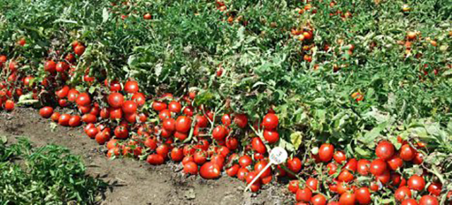 tomata3