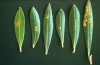 Ακάρεα χτύπησαν της ελιές σε Μαγνησία, Λάρισα και Φθιώτιδα