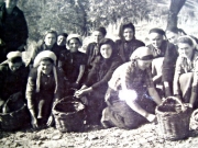 Ιστορική φωτογραφία από τη συγκομιδή της ελιάς στους Γόννους