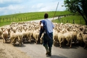 Πρόσκληση ΣΕΚ στους κτηνοτρόφους για κάθοδο στα μπλόκα
