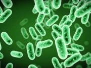 Φόβοι για μεταλλαγμένα βακτήρια