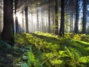 Τα δάση δεν «αντέχουν»  την κλιματική αλλαγή