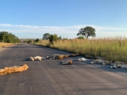 Κορωνοϊός: Τα λιοντάρια στη Νότια Αφρική χαίρονται την «ελευθερία» τους από τον άνθρωπο
