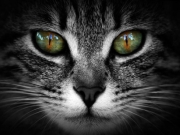 Γάτα: Το πιο άγριο …κατοικίδιο