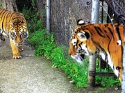 Τίγρεις δραπέτευσαν από καταφύγιο