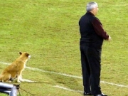 Αδέσποτη σκυλίτσα, βοηθός προπονητή!